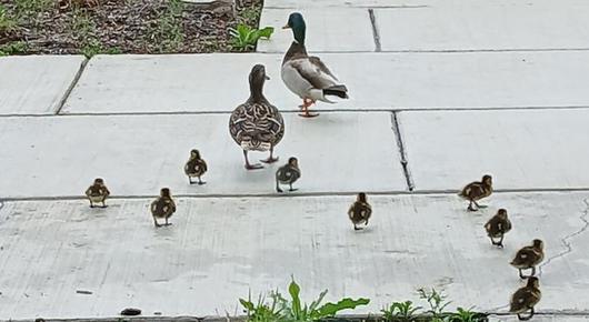 Westhill Wins National STEM Award